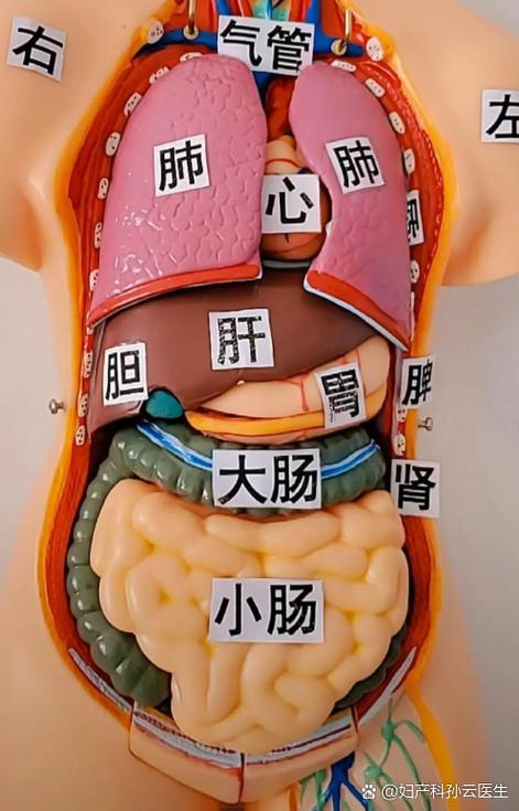 人身体器官位置图片缩略图