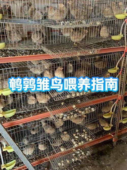 鸟是怎么喂小鸟的