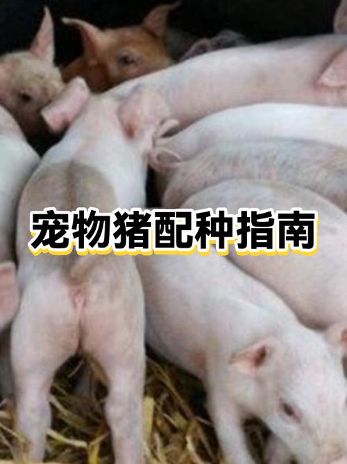 宠物店配种怎么收费