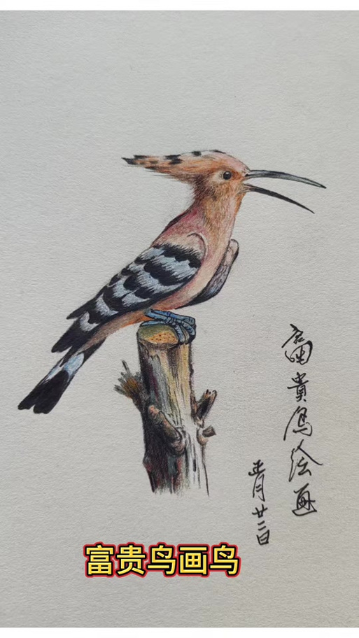 彩铅小鸟,上色怎么画