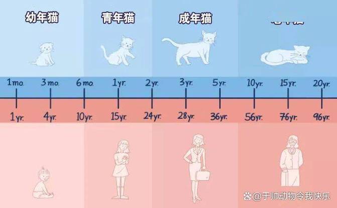 怎么能看出猫的年龄
