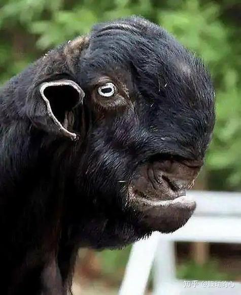 山羊为什么是恶魔的象征