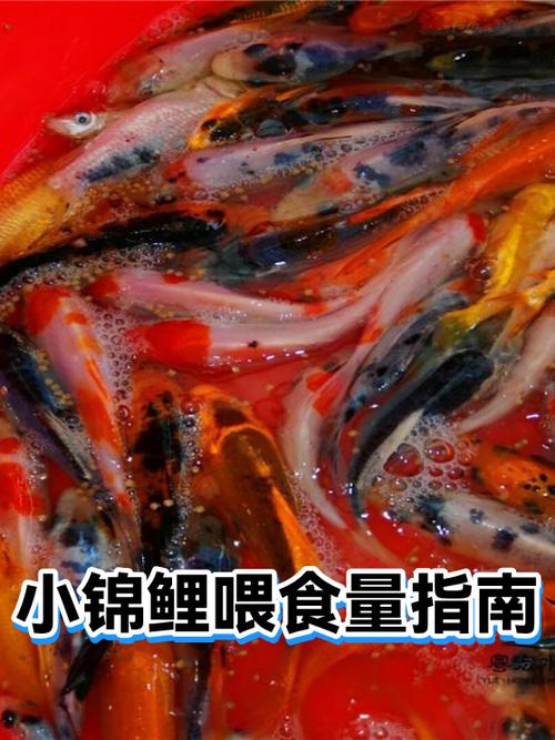 鱼缸里的鱼怎么喂食最好缩略图