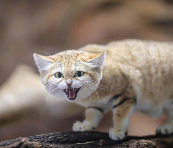 超凶小猫图片