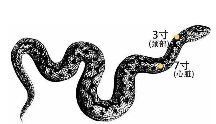 打蛇打七寸的七寸是指图标
