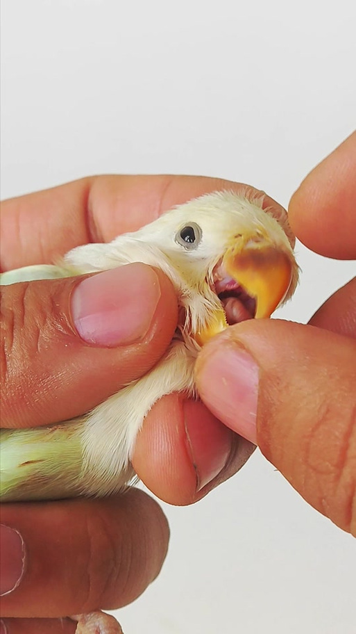 鹦鹉食欲差怎么解决