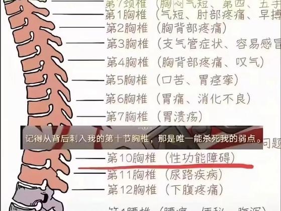 胸椎的特点是