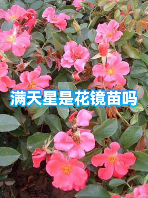 黄鹤楼满天星软60一包