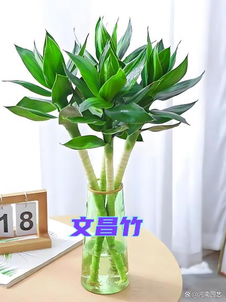 为何富贵竹不让进家