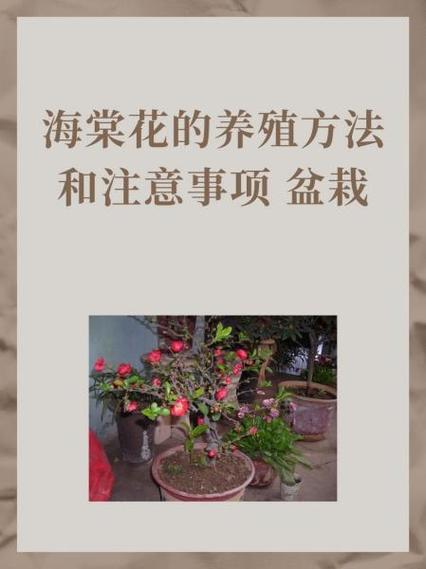海棠进不去的解决办法缩略图