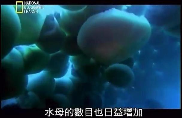 水母入侵