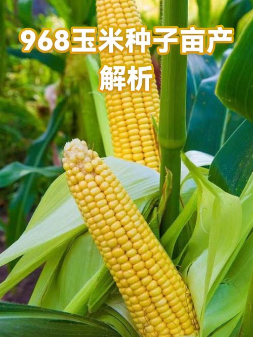 喜玉968玉米种怎么样