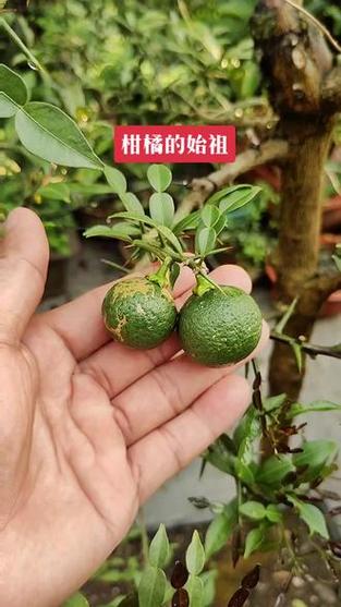 野橘子多少年结果