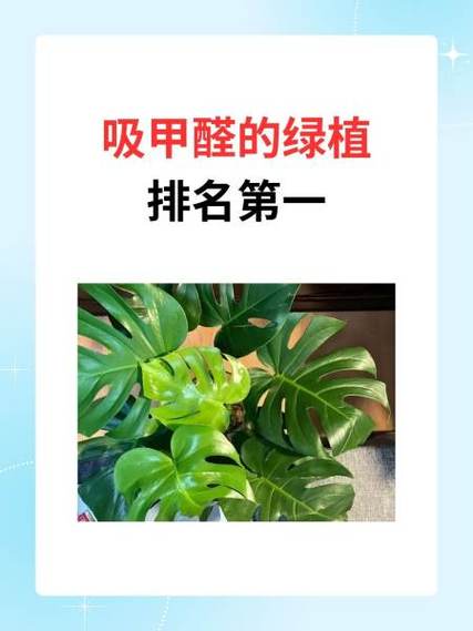吸甲醛的植物排名第一