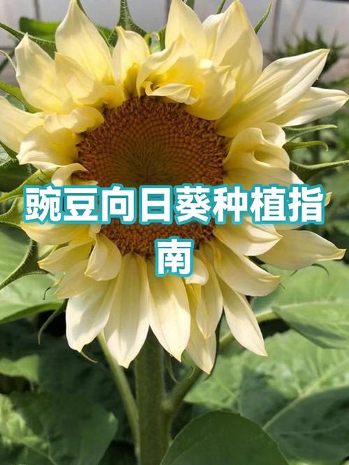 向日葵怎么种植方法步骤