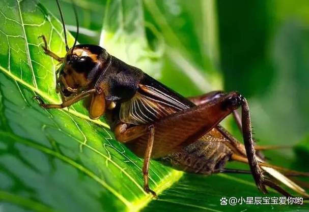 蟋蟀不打架是怎么办截图