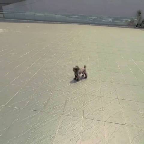 小手jf的荣耀第五部