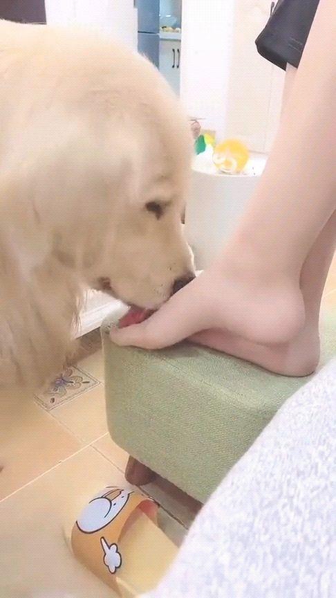 男生给女生当狗舔脚是什么心理表现截图