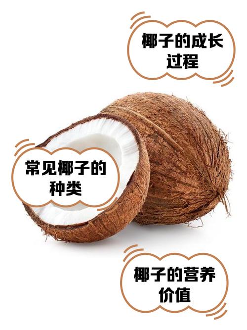 椰子官方旗舰店官网