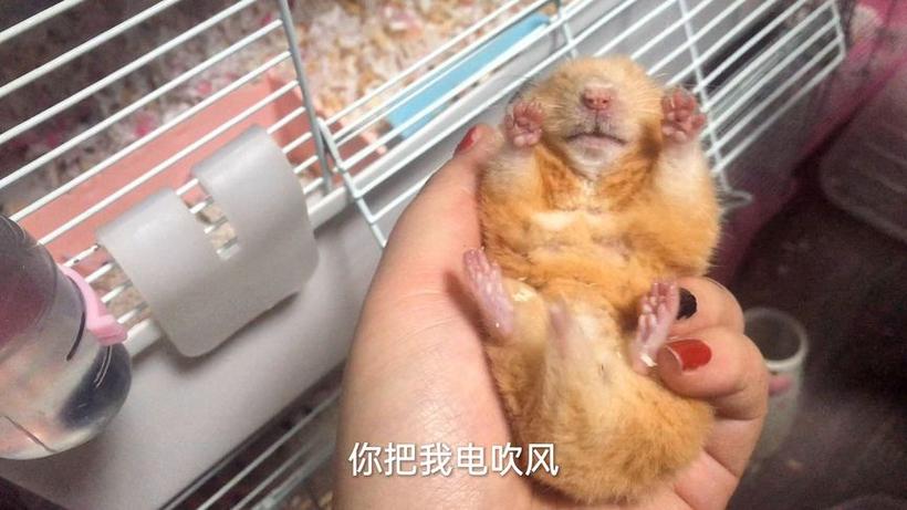 仓鼠吹风机吹多久会活过来