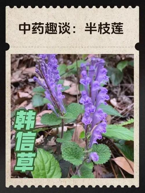半枝莲抗肿瘤的功效