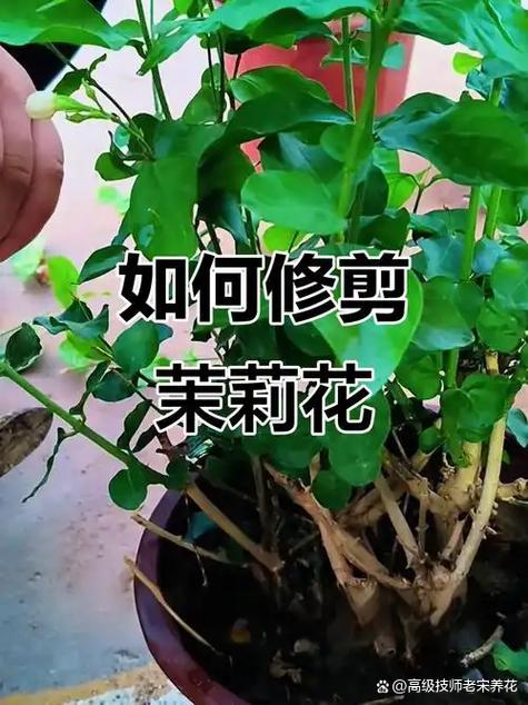 吸烟王什么时候修剪