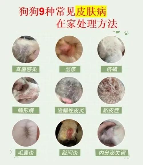 狗狗皮肤病怎么治疗