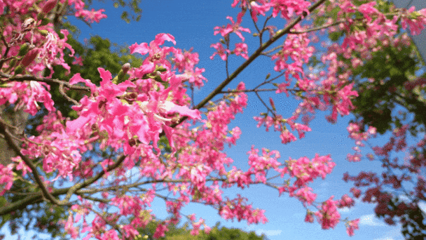 属虎不能养的五种花