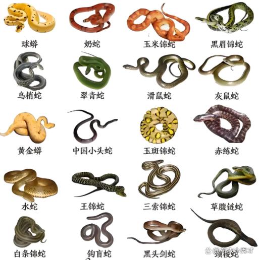 中国十大毒蛇第一名