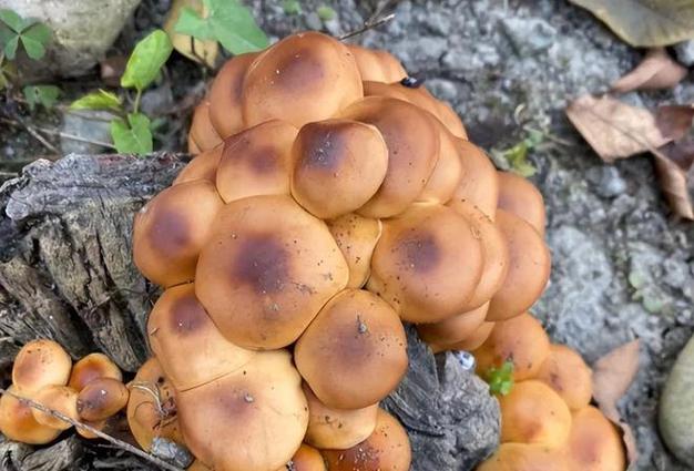 能吃的野蘑菇图片