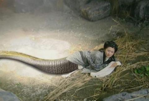 美人蛇的尾巴图片