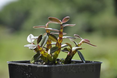 铁皮石铁皮石斛截图
