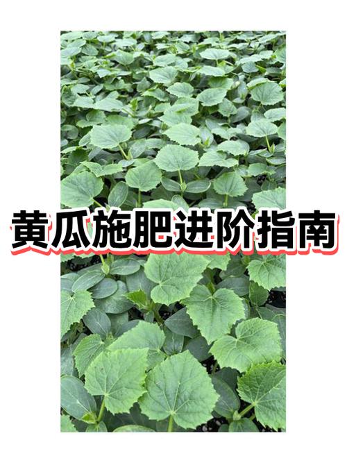 植物进阶书能升5级么