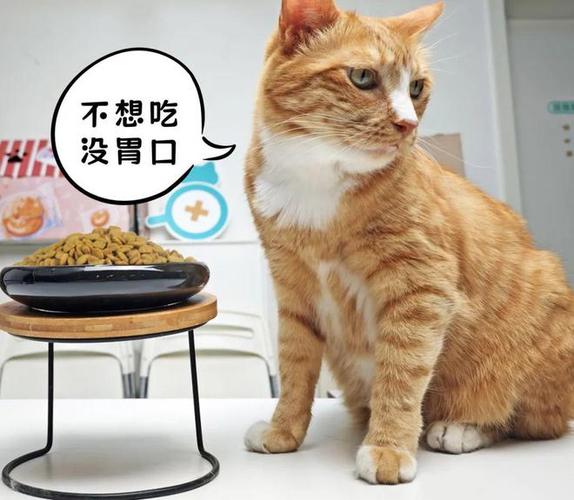 猫饿了两天了还是不吃猫粮缩略图