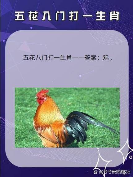 小鸡啄米最佳答案一肖截图