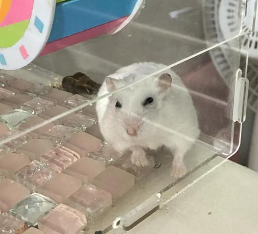 仓鼠身上湿漉漉的一动也不动