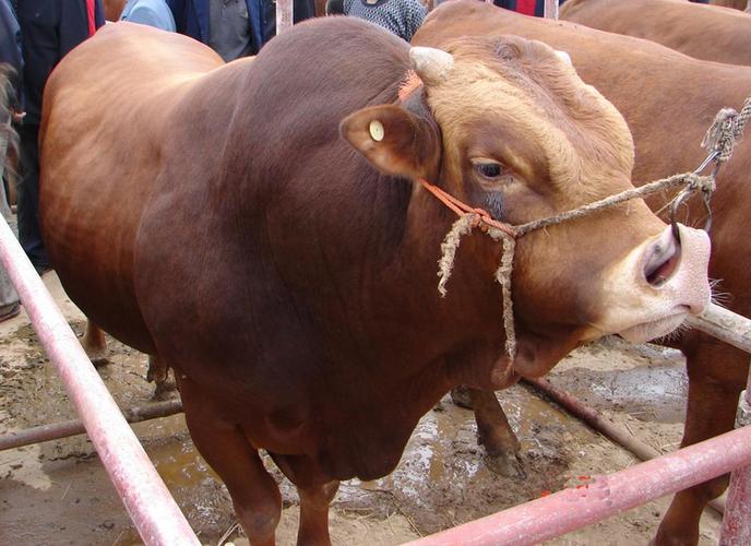 肉牛养殖技术