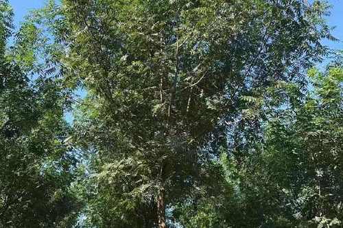 黄连木价格10-20公分的