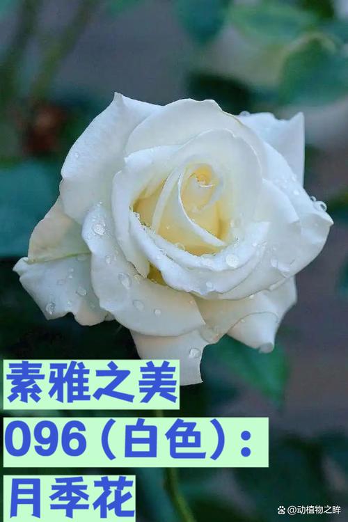 为什么白色代表纯洁