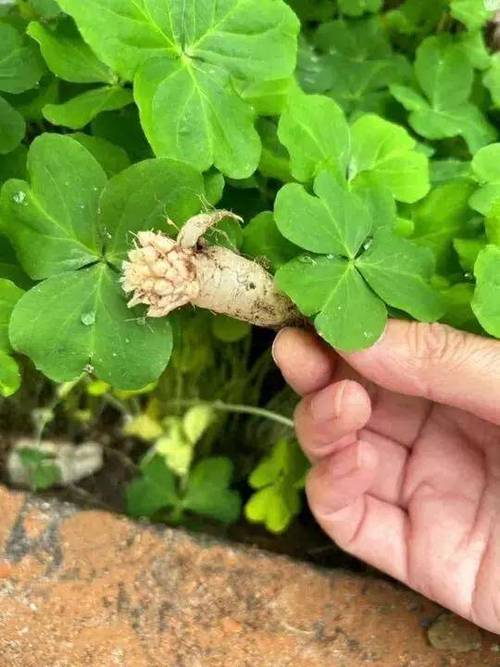 水晶萝卜百科图标