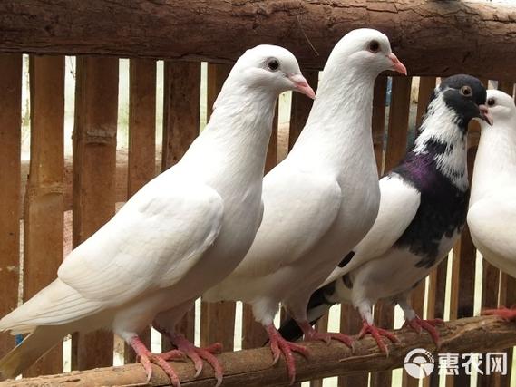 本人鸽子出售