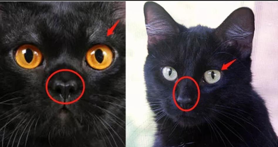 玄猫最稀有的四个颜色