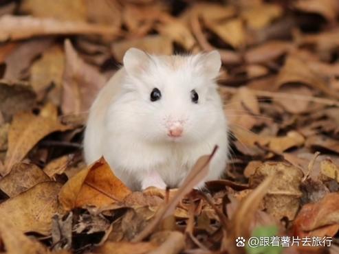 仓鼠跑到车里怎么处理