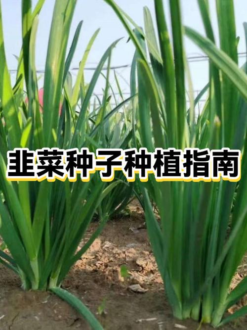 韭菜一窝要栽多少根
