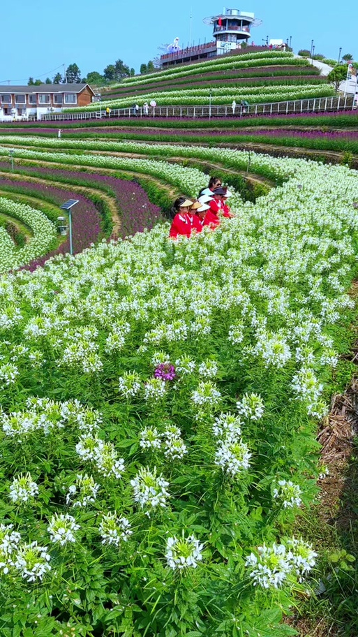 花海在哪个位置