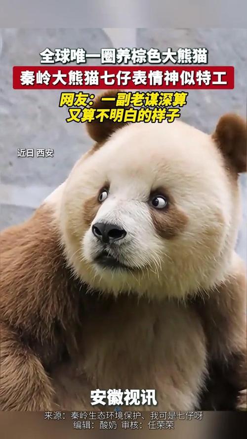 大熊猫的样子