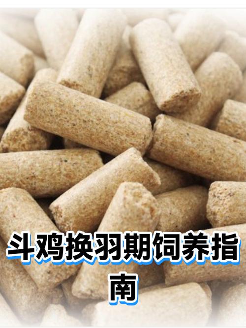斗鸡的饲养方法
