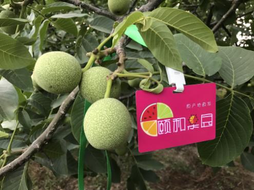 颐和果园的水果好贵啊