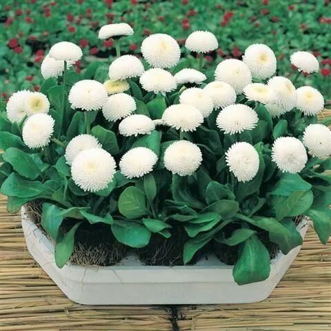 白色雏菊的含义缩略图