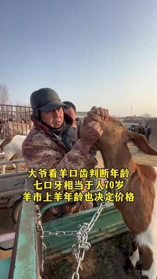 羊的智商相当于人几岁图标